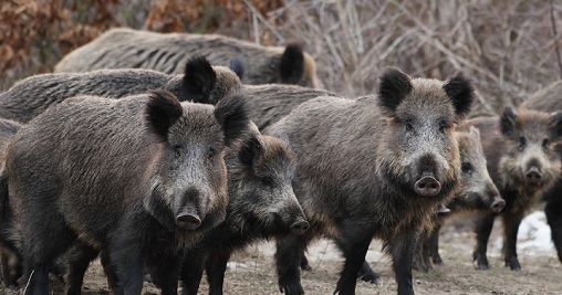 Comunicazione di interventi in controllo sul cinghiale